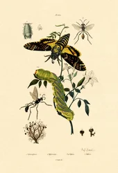 Hoverfly, 1833-39